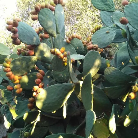 Sogno Mediterraneo 4*